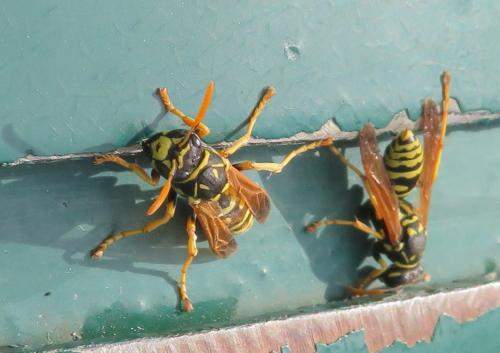 Polistes dominula